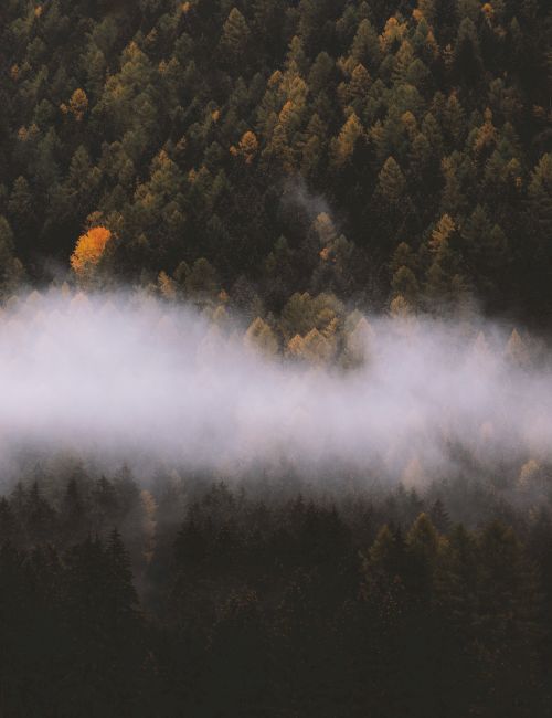 A dense forest with fall foliage and a low-lying layer of fog, creating a serene atmosphere. The fog contrasts with the colorful trees, adding depth.