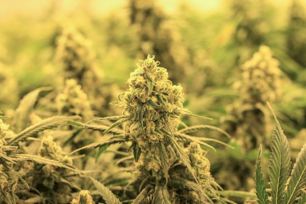 The image shows a close-up of cannabis plants in a grow operation, displaying dense buds and leaves with a warm, yellowish lighting.
