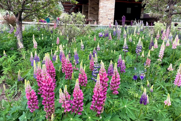 A garden with colorful lupine flowers in pink, purple, and white in front of a house; leafy green plants fill the scene, sunny and vibrant.
