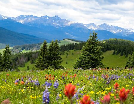 A colorful alpine meadow with red, purple, and yellow wildflowers, rolling green hills, and distant snow-capped mountains under a partly cloudy sky.